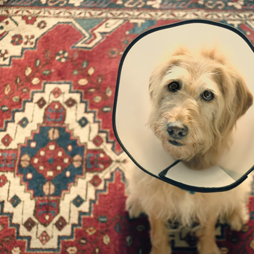 Dog wearing cone looking sad on rug