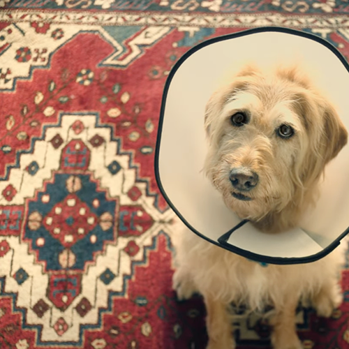 Vonage Does That Vet appointment video thumbnail Dog wearing cone looking sad on rug